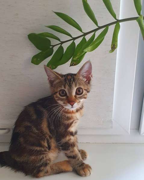 Курильчата в Саранске фото 29