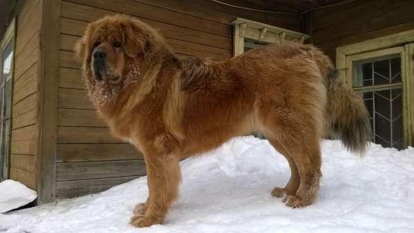 Тибетский мастиф щенки в Самаре фото 25