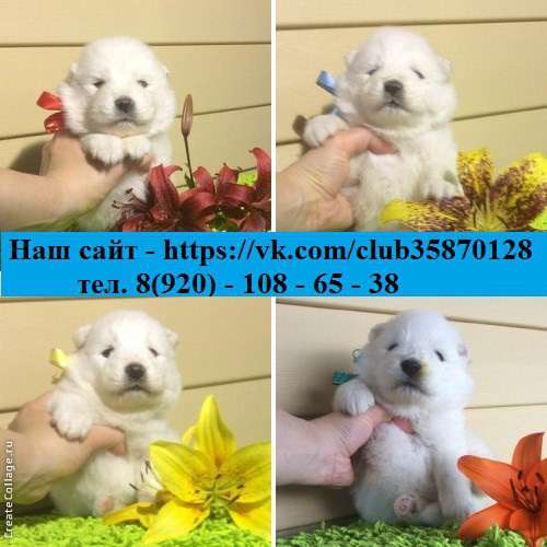 Самоедская лайка потрясающие щенки