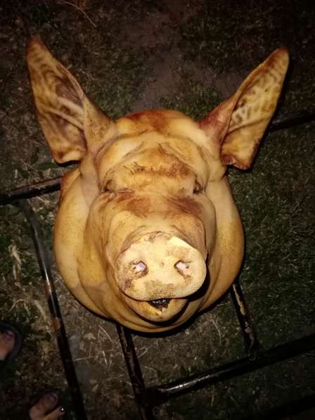 Продам домашнее мясо свинины в Лиски