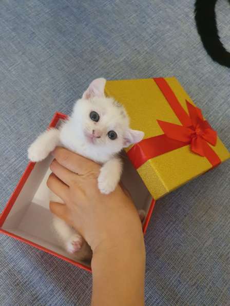 Котята породы Кинкалоу в Санкт-Петербурге фото 4