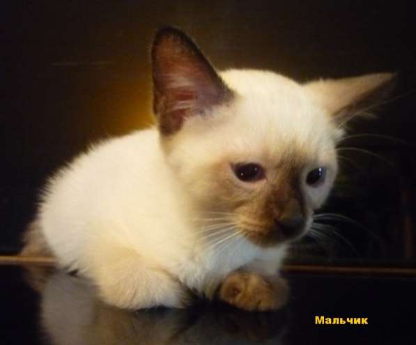 Котёнок Меконгского бобтейла в Перми фото 3