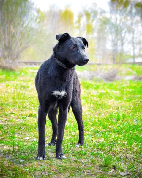 Молодая собака из приюта в дар в Москве