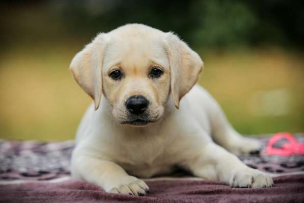 High quality Labrador Retriever puppies в фото 50