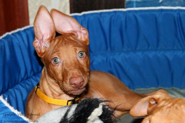 Щенки Фараоновой собаки в Санкт-Петербурге фото 30