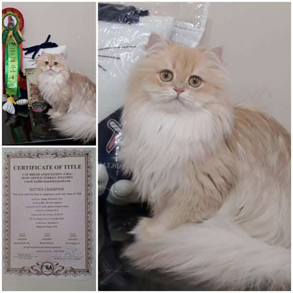 Британка, чемпион