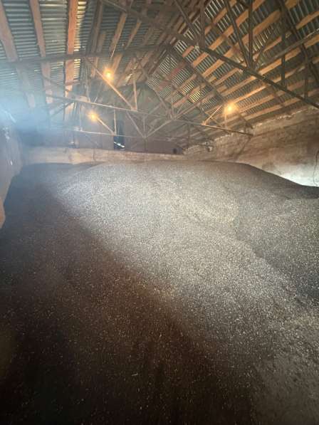 Подсолнечник