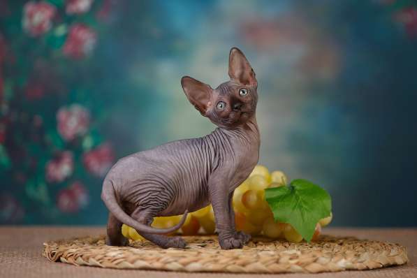 Наш питомник Эльфов, двэльфов, бамбино, канадских сфинксов! в Севастополе