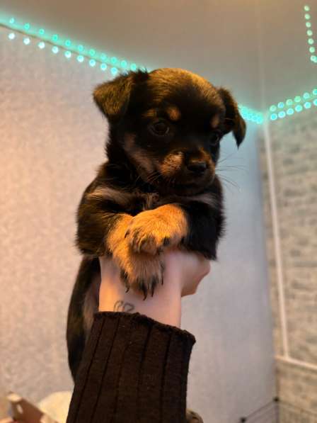 Отдам щенят в добрые руки в Серпухове