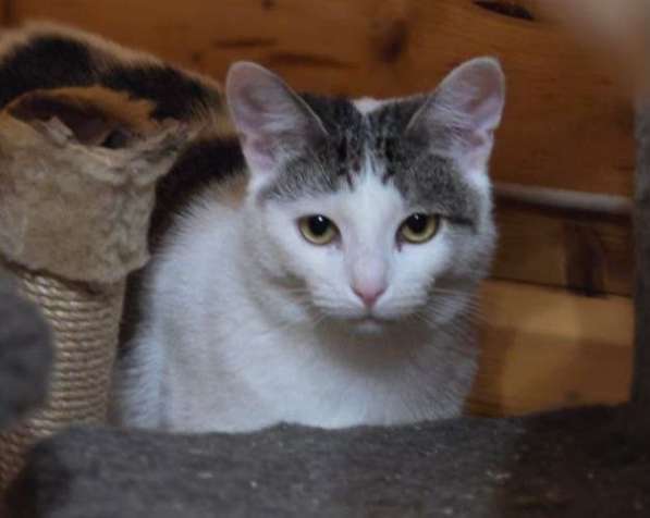 Котик Фокс