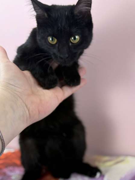 Котенок Тося, 6 месяца в добрые руки в Москве фото 5