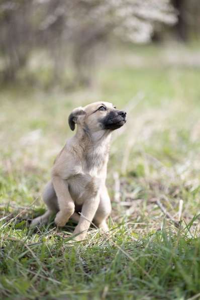 Ласковые щенята в Санкт-Петербурге фото 17