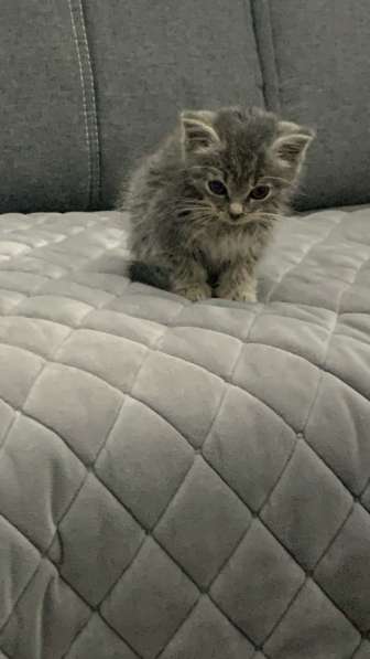 Котёнок