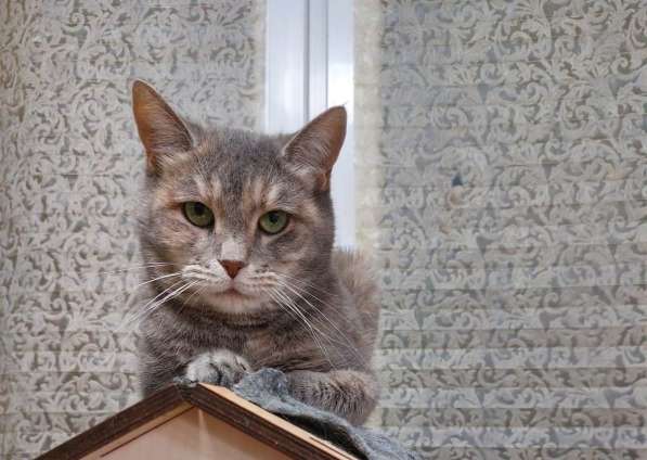 Красивая кошка Конфетка в добрые руки в Москве