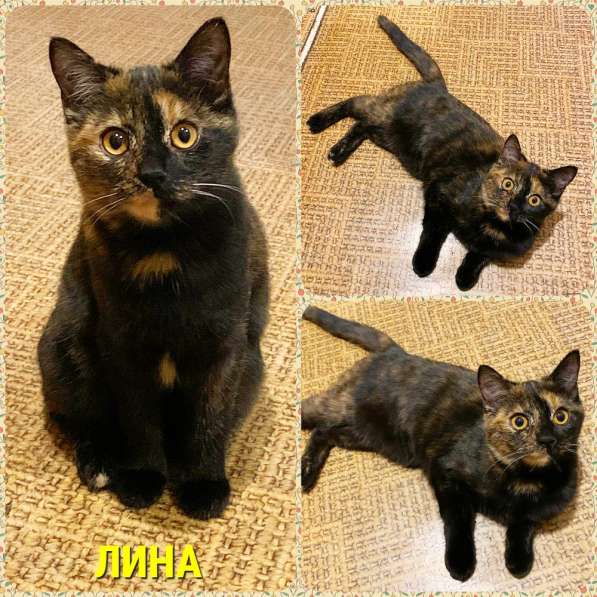 Кошка даром ЛИНА