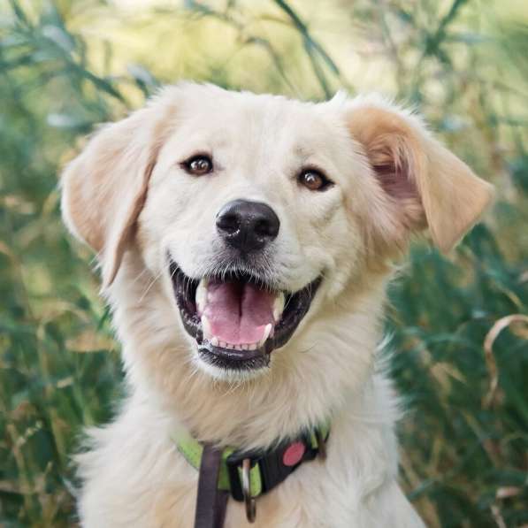 Ищет дом чудесный пес Арни