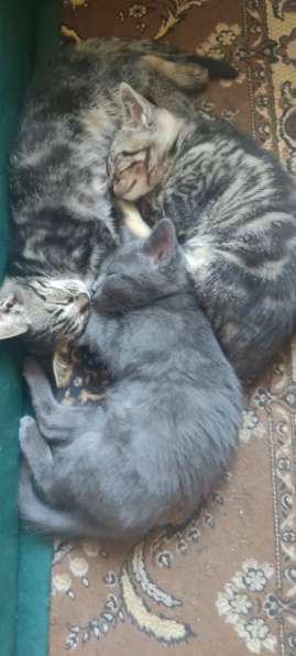 Котенок в добрые руки в фото 10