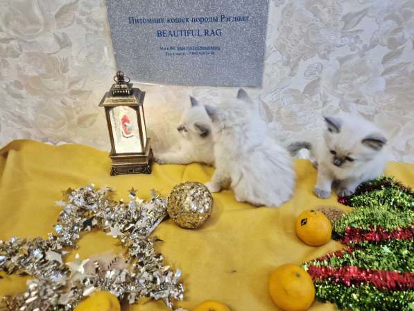 Малышки Рэгдолл в Москве фото 3