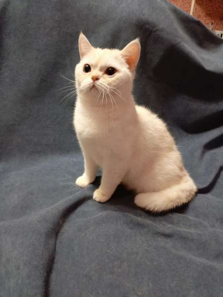 Британский котенок, шотландский котенок с прививками