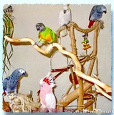 Попугаи разных видов продам. Клетки. Москва в Москве