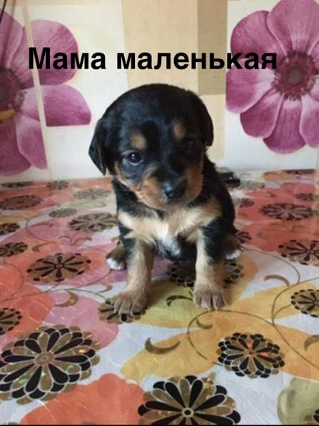 Щенки в добрые руки! в Ноябрьске фото 8