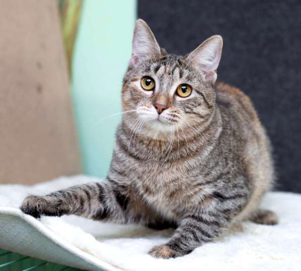 Серая полосатая ласковая котёнок Тея в дар в Москве фото 5