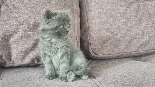 Шотландские вислоухие котята в Чите фото 3