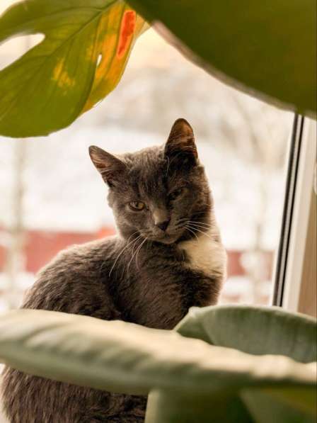 Отдам котенка срочно ! в Ногинске фото 3