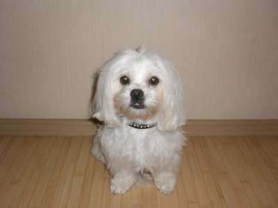 Щенки Мальтезе в Краснодаре фото 6