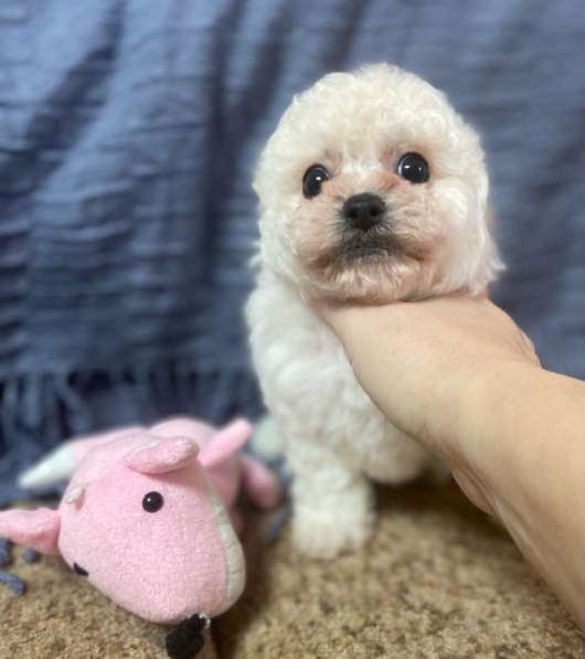 Мальтипу девочка в Костроме фото 3