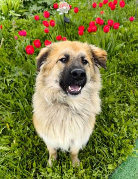 Пушистый пёс Джек ищет дом в Москве фото 3