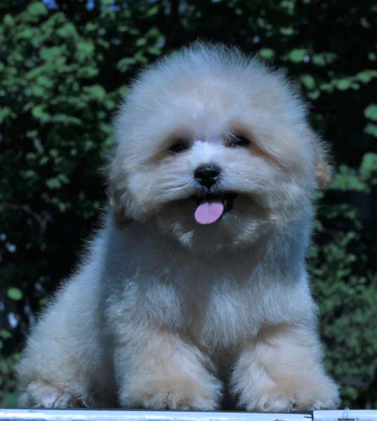 Мальтипу Ф1 щенки мини в Москве фото 10