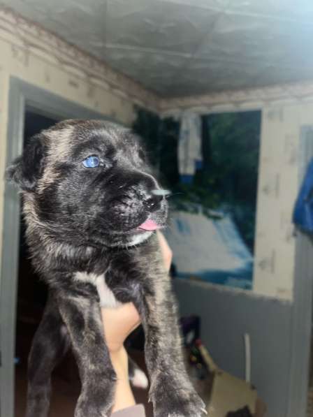 Собачки в Сыктывкаре фото 3