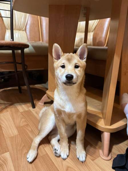 Продаются щенки породы Сиба-Ину