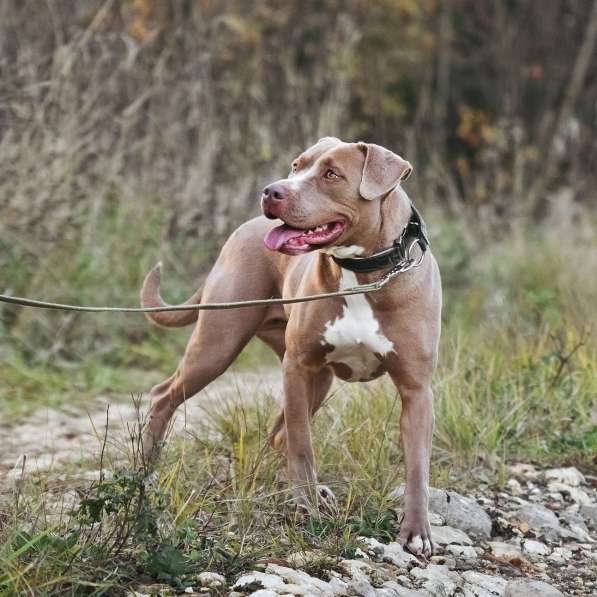 Молодая питбуль Бежа в дар в Москве фото 8