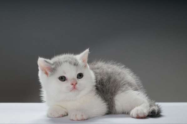 Британский короткошерстный котенок в ваши руки в Иркутске