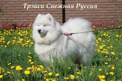 Самоед щенки в Иркутске фото 5