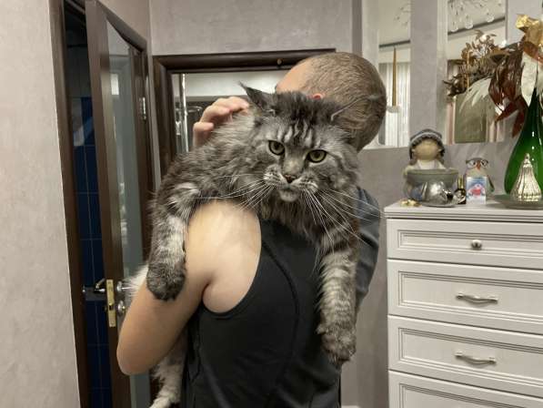 Отдам кошку в Ханты-Мансийске