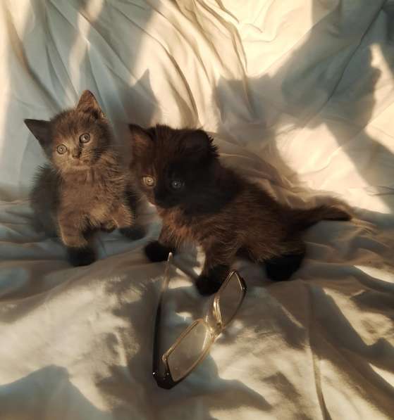 Котята 2 месяца в Липецке