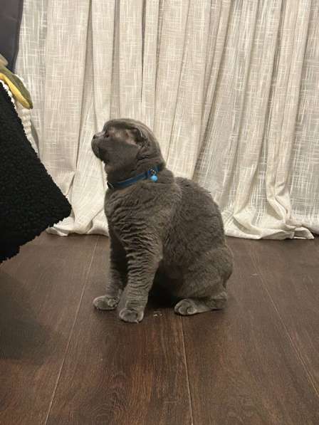 Шотландского кота