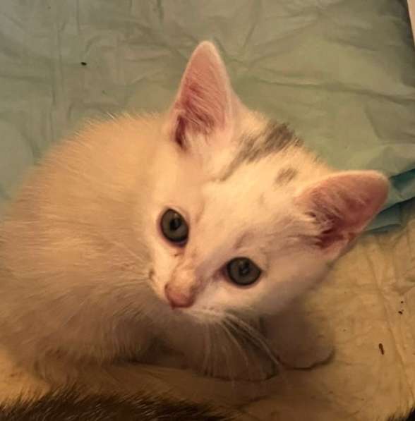 Котёнок в добрые руки