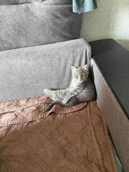 Котенок в Новокузнецке фото 3