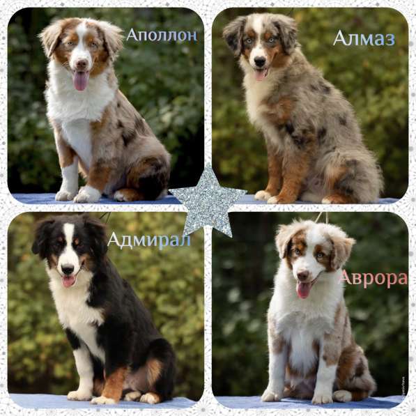 Миниатюрная американская овчарка в Домодедове фото 26