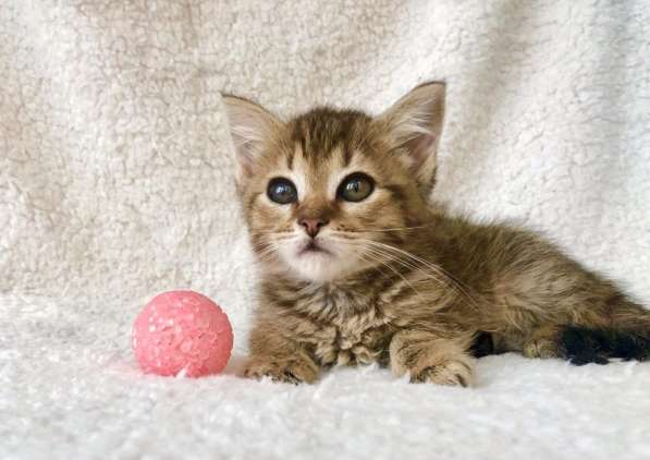 Полосатое очарование котенок Тина в добрые руки в Москве фото 4