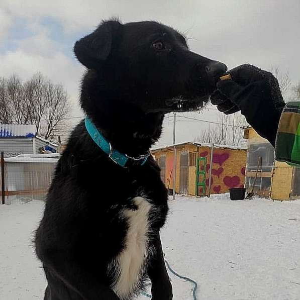 Собака Лара в тёплые ручки! в Москве фото 3