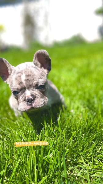 Hello, french bulldog puppies for sale в фото 4