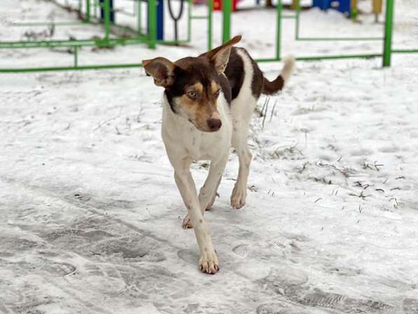 Ваш самый лучший компаньон, молодая собачка Люся в дар в Москве фото 7