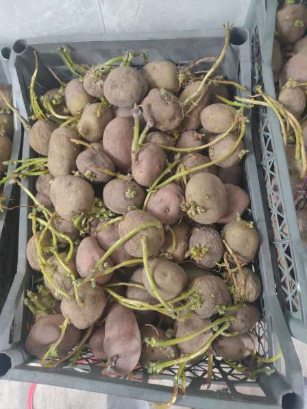 Продам семенной картофель, возможно доставка,150 рублей ведр