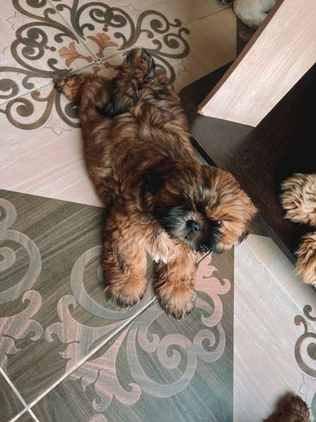 Малыш ши-тцу в Москве фото 3