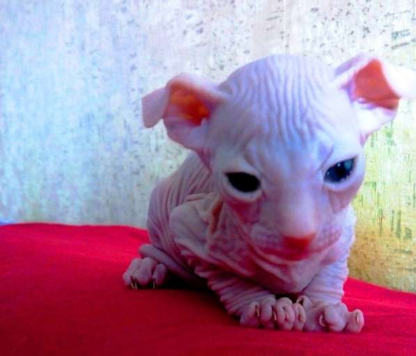 Донской сфинкс, котята